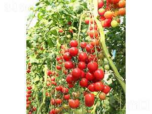 �ۼ�����-���ѷN��-ɽ�|��Դ