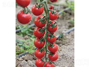 �ۼ�����-���ѷN��-ɽ�|��Դ