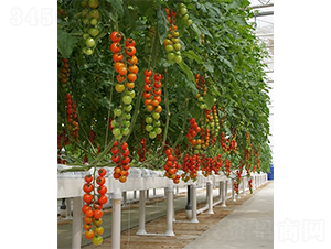 ��(��i)������-���ѷN��-ɽ�|��Դ