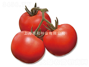 �t����̖(h��o)-���ѷN��-�ݺͷN�I(y��)