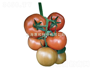 �t��-���ѷN��-�ݺͷN�I(y��)