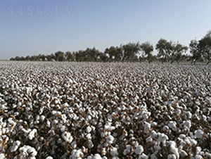 �����55̖(h��o)-�޻��N��-�����r(n��ng)�I(y��)