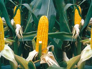 ����6̖(h��o)-���׷N��-����N�I(y��)