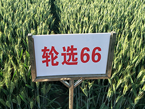 ݆�x66-С���N��-����N�I(y��)