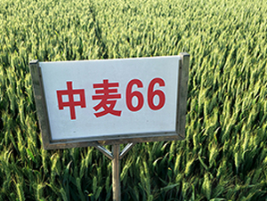 ����66-С���N��-����N�I(y��)