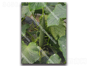 ����08-3�S��-�S�ϷN��-����N�I(y��)