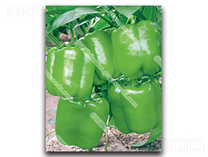 ����9050��-�����N��-����N�I(y��)