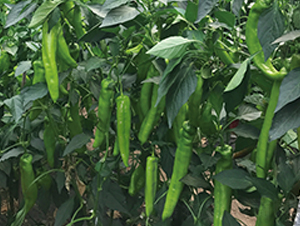 ���N8070����-�����N��-����N�I(y��)