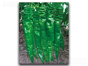 ���D2101����-�����N��-����N�I(y��)