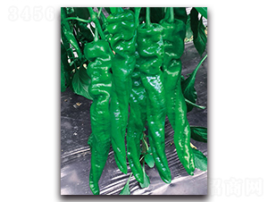 ���D7053����-�����N��-����N�I(y��)