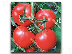 �ɼt��̖����-���ѷN��-����N�I(y��)