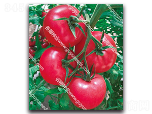 ����������̖-���ѷN��-����N�I(y��)