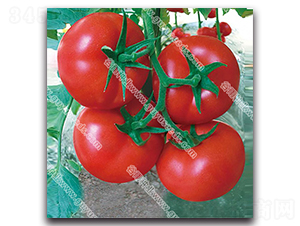 ����׿����̖-���ѷN��-����N�I(y��)