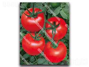 ����׿����̖-���ѷN��-����N�I(y��)