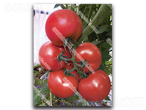 ����������̖-���ѷN��-����N�I(y��)