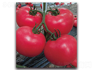 �����쌚��̖-���ѷN��-����N�I(y��)