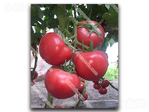 �����쌚��̖-���ѷN��-����N�I(y��)