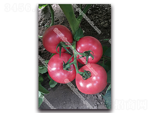 �����쌚��̖-���ѷN��-����N�I(y��)