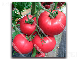 �����쌚366-���ѷN��-����N�I(y��)