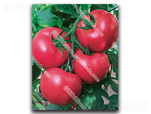 �������n565f1-���ѷN��-����N�I(y��)