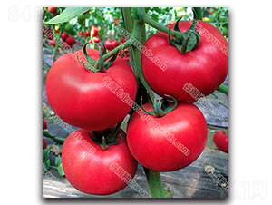 �������n585-���ѷN��-����N�I(y��)