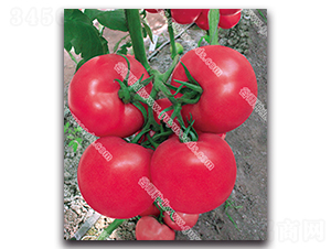 �������n595-���ѷN��-����N�I(y��)