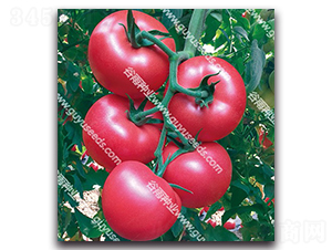 �������n��̖-���ѷN��-����N�I(y��)