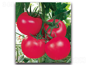 �������n��̖-���ѷN��-����N�I(y��)