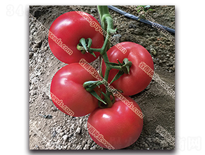 �������n��̖-���ѷN��-����N�I(y��)