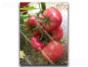 �������nһ̖-���ѷN��-����N�I(y��)