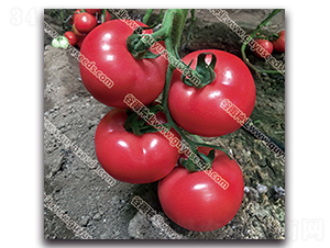 ��������ʮһ̖-���ѷN��-����N�I(y��)