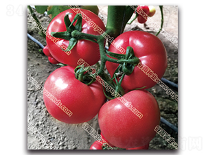 ����������̖-���ѷN��-����N�I(y��)