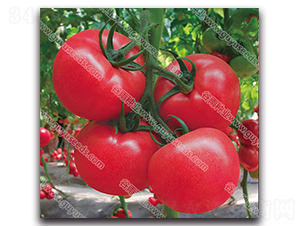 ����������̖-���ѷN��-����N�I(y��)