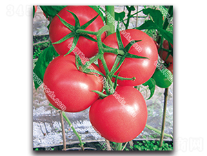 ��������F1-���ѷN��-����N�I(y��)