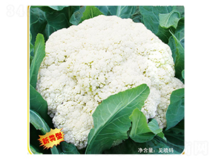 �ɲ���901-�ɻ��˷N��-�ݠ���