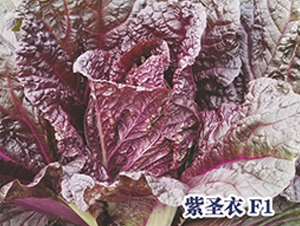 ��ʥ�°ײ�-�ײ˷N��-ʥ�A���S