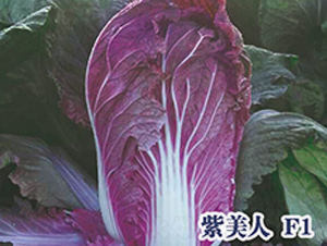 �����˰ײ�-�ײ˷N��-ʥ�A���S