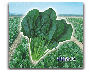 ��Խ��F1-���˷N��-ʥ�A���S