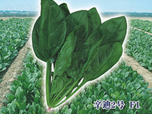 ����2̖F1-���˷N��-ʥ�A���S