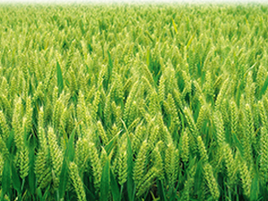 ƽ��998-С���N��-ƽ�S�N�I(y��)