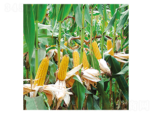 ƽ��8̖(h��o)-���׷N��-ƽ�S�N�I(y��)