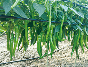 ƽ��2016-�����N��-ƽ�S�N�I(y��)