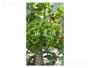 �ϴ�һ̖-���ѷN��-��ɭԴ