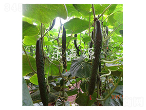 ������A11-�S�ϷN��-��(l��)ɭԴ