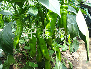 ؐ˹��-�����N��-��ɭԴ