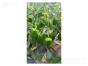 �P��һ̖-�����N��-��ɭԴ