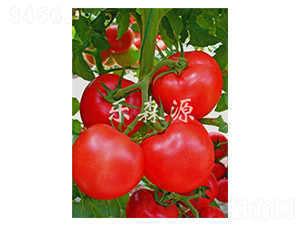 �t����-���ѷN��-��ɭԴ