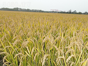 �P��4227-ˮ���N��-���r(n��ng)�l(f��)