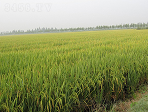 �S�Aռ-ˮ���N��-���r(n��ng)�l(f��)