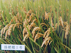 �P��Ŵ1̖-ˮ���N��-���r(n��ng)�l(f��)